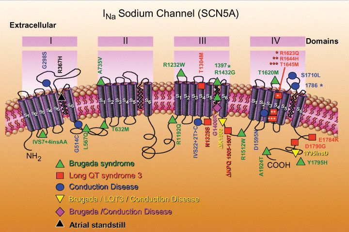 av Figure-3-Schematic-of-SCN5A-the-gene-that-encodes-the-subunit-of-the-sodium-channel